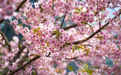 How can we contribute to peace?